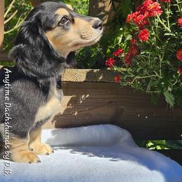 Jax (1675) - Black and cream male Dachshund puppy in Ovett, Mississippi from Anytime Dachshunds by D.B.