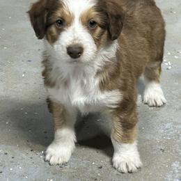 Boy 5 - Sable male Aussiedoodle puppy in Hillsboro, Illinois from Perfect Paws Puppies