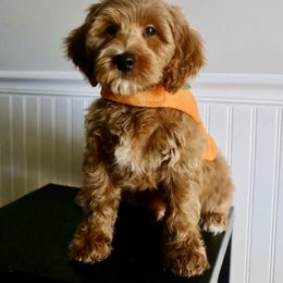 Waffles - Red  male Goldendoodle puppy in Taylorsville, North Carolina from Heartfelt Doodles