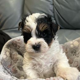 AKC Jerry 3 K - Black tan and white male Biewer Terrier puppy in Osteen, Florida from Moonshadow Biewer Terriers