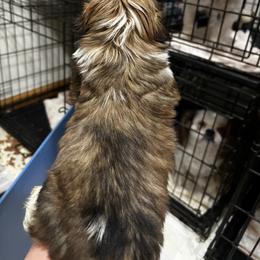 Shihtzu Maltese mix - Cream and white male Shih Tzu puppy in Manlius, New York from Dorothy Agrippino's Shih Tzus