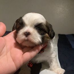 Shih Tzu Puppies from Pup Paw-lace