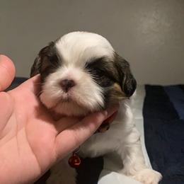 Shih Tzu Puppies from Pup Paw-lace