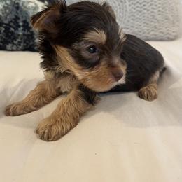 CKC Cupid - Chocolate and tan male Yorkshire Terrier puppy in Calhoun, Georgia from Peach State Yorkies