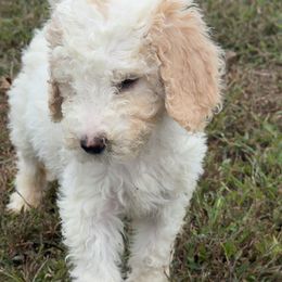 Casper - White male Poodle puppy in Waterloo, Illinois from Dreamy Doodles