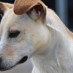 Xoloitzcuintli from Harbinger Xolos