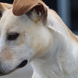 Xoloitzcuintli from Harbinger Xolos