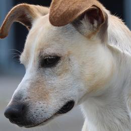 Xoloitzcuintli from Harbinger Xolos