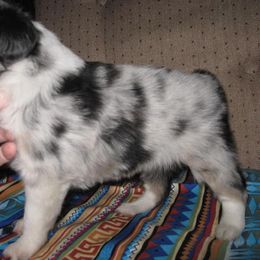 Toy Australian Shepherd Puppies from Jackie lutz