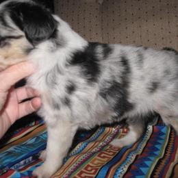 Toy Australian Shepherd Puppies from Jackie lutz