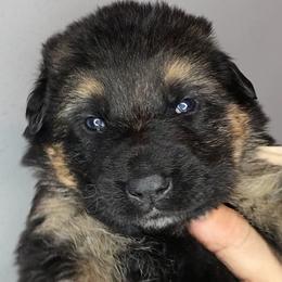 Lt. Pink - Black and tan female German Shepherd puppy in Tony, Wisconsin from Muddy Acres German Shepherds