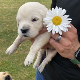 Beverly - Golden Retriever puppy in Byron Center, Michigan from Little House on the Farmie