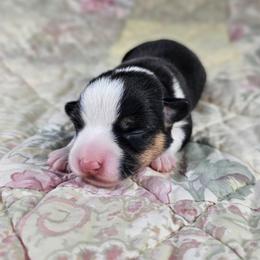 Poppy - Black and tan female American Corgi puppy in Taylorsville, North Carolina from America's Red White and Bluie Corgis