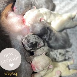 French Bulldog Puppies from Timeka Mayfield's French Bulldogs