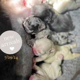French Bulldog Puppies from Timeka Mayfield's French Bulldogs