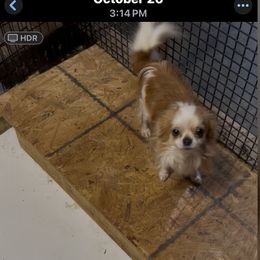 Heartlands Jessie James (Jessie) - Red and white male Chihuahua puppy in Milan, Indiana from Heartland Pomeranians and Chihuahuas