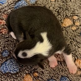 Ember - Black and white female Chihuahua puppy in Drumright, Oklahoma from Fancy Pants Chihuahua’s
