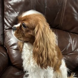 Raya - Cavalier King Charles Spaniel
