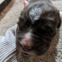 Sadie - White and brown female Newfoundland puppy in Sugarcreek, Ohio from Wrinkles Rare Newfoundlands