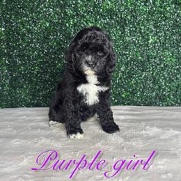 Purple girl - Black and white female Bernedoodle puppy in Modesto, California from Two Doods Doodles