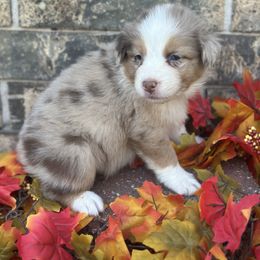 Aphrodite - Red merle female Australian Shepherd puppy in Harrah, Oklahoma from Kamm's Aussies