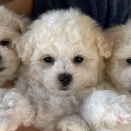 Bichon Frises from Drumhills Kennel