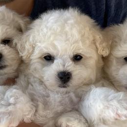 Bichon Frises from Drumhills Kennel