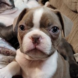 Girl 2 - Boston Terrier puppy in Chickamauga, Georgia from Aiguier's Bostons