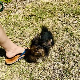 King T - Black and tan male Yorkshire Terrier puppy in Cape Coral, Florida from Katherine’s Yorkies and Poodles