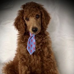 Poodle Puppies from Prissy Pants Poodles LLC