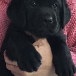 Labrador Retrievers from Shadybry Labradors