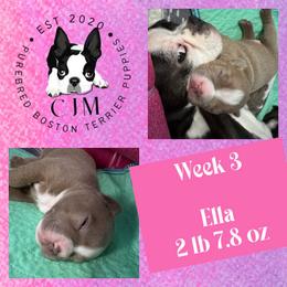 Ella - Lilac female Boston Terrier puppy in Jupiter, Florida from CJM Boston and Boxer Puppies