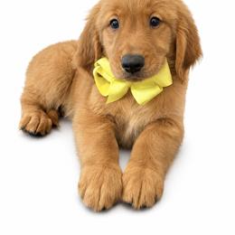 Koenig - Dark golden male Golden Retriever puppy in Chicago, Illinois from Urbane Retrievers