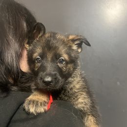 Jack (red collar) - Sable male German Shepherd puppy in Jerusalem, Arkansas from Sudenblick German Shepherds