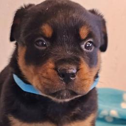 Female 7 Blue - Black and rust female Rottweiler puppy in Aspers, Pennsylvania from Vom Uberlegenen Rottweilers