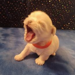Shih Tzu Puppies from Meadowlyn's Dream Shih Tzu