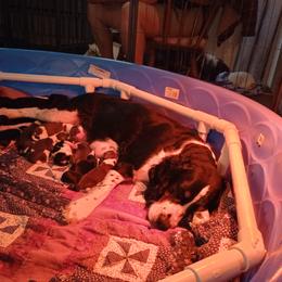 English Springer Spaniel Puppies from IV Springers of California
