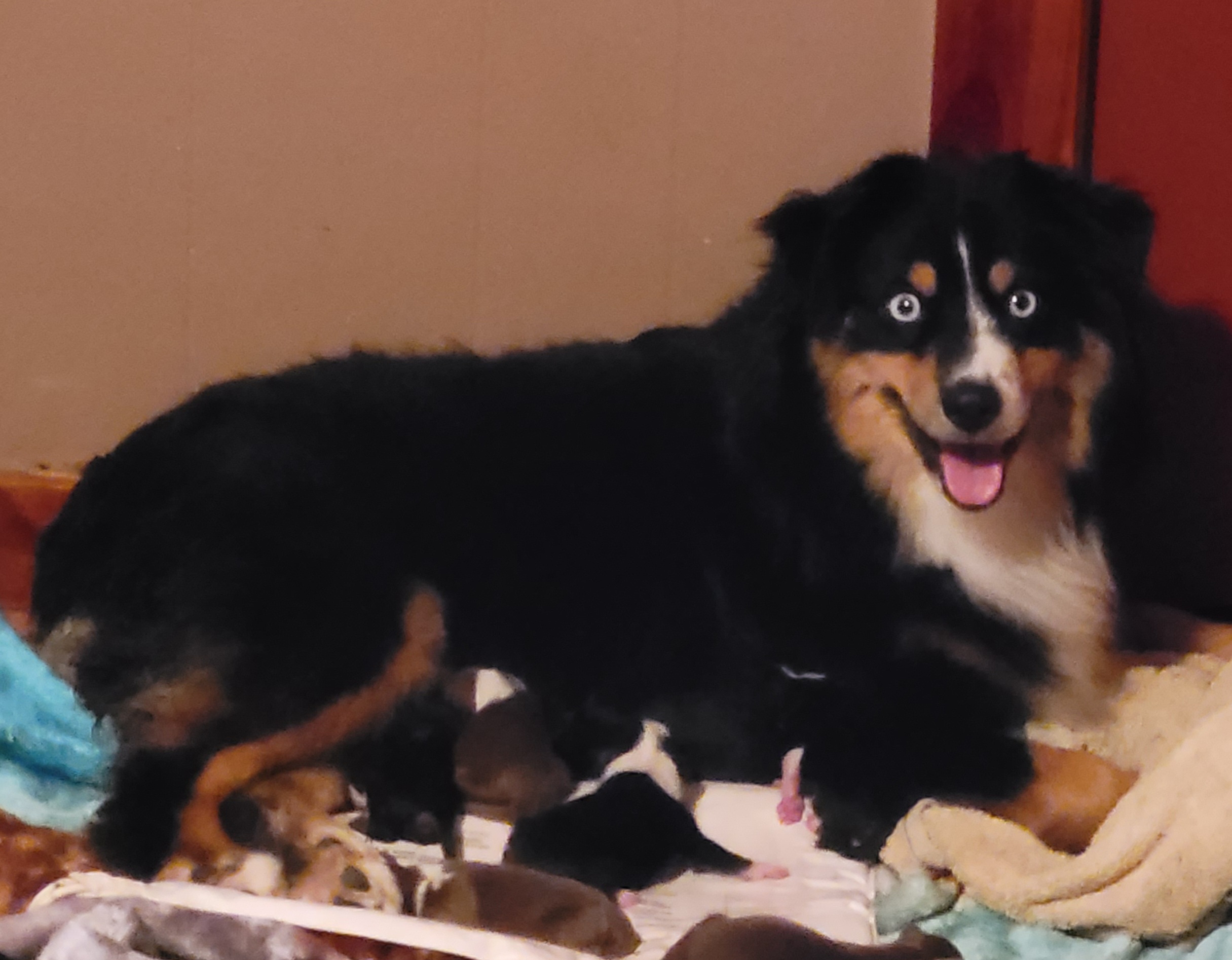 Cyrstal - Miniature Australian Shepherd