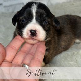 Butternut - Brindle and white female American Corgi puppy in Greenwood, Indiana from Witch Creek Corgis