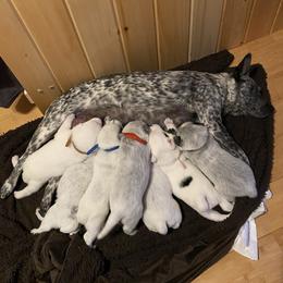 Australian Cattle Dog Puppies from Foxglove Field Farm