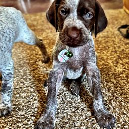 Wise - German Shorthaired Pointer puppy from GSP Pointer Family