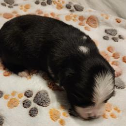 Boy 1 - Black & white male Toy Australian Shepherd puppy in Ocala, Florida from Crazy Aussie Chaos