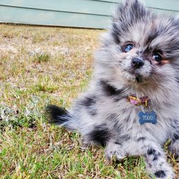 Pomeranians from One Moore Pom