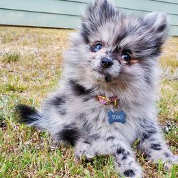 Pomeranians from One Moore Pom