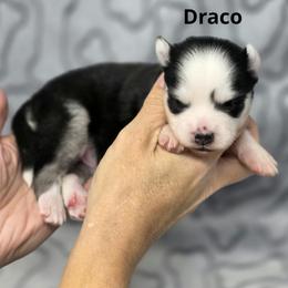 Draco - Black and white male Pomsky puppy in Fredericksburg, Virginia from Purely Pomskies