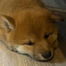 Ace - Red male Shiba Inu puppy in Clewiston, Florida from Animal Farm Shiba Inus & Mameshibas