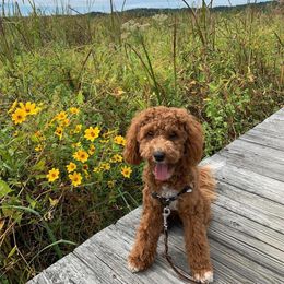 Cavapoo Puppies from Campbell's Cavapoos
