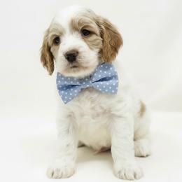 Powder - Apricot male Cavapoo puppy in Columbus, Montana from Comfort Doodle