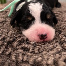 Boy 2 - Bernedoodle puppy from Bella Ridge Farms & Dapper Doodles