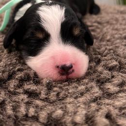 Boy 2 - Bernedoodle puppy from Bella Ridge Farms & Dapper Doodles